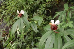 Costus speciosus